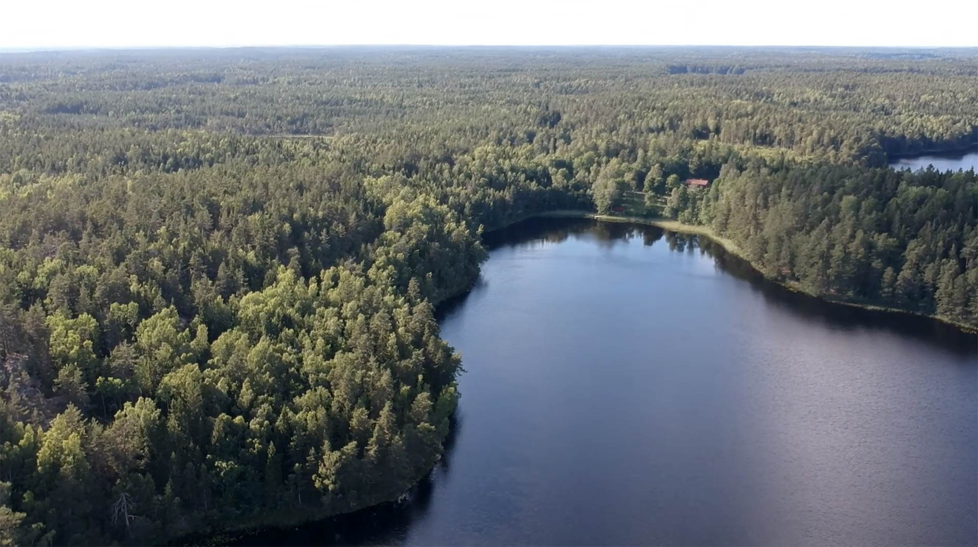 Aerial view of lake surrounded by forest